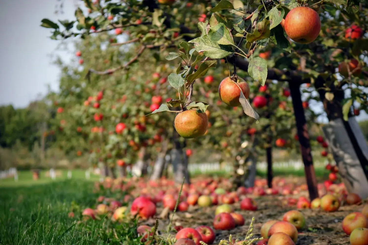 Busch Light Apple Isn't Just a Beer Anymore. Here's the Data.