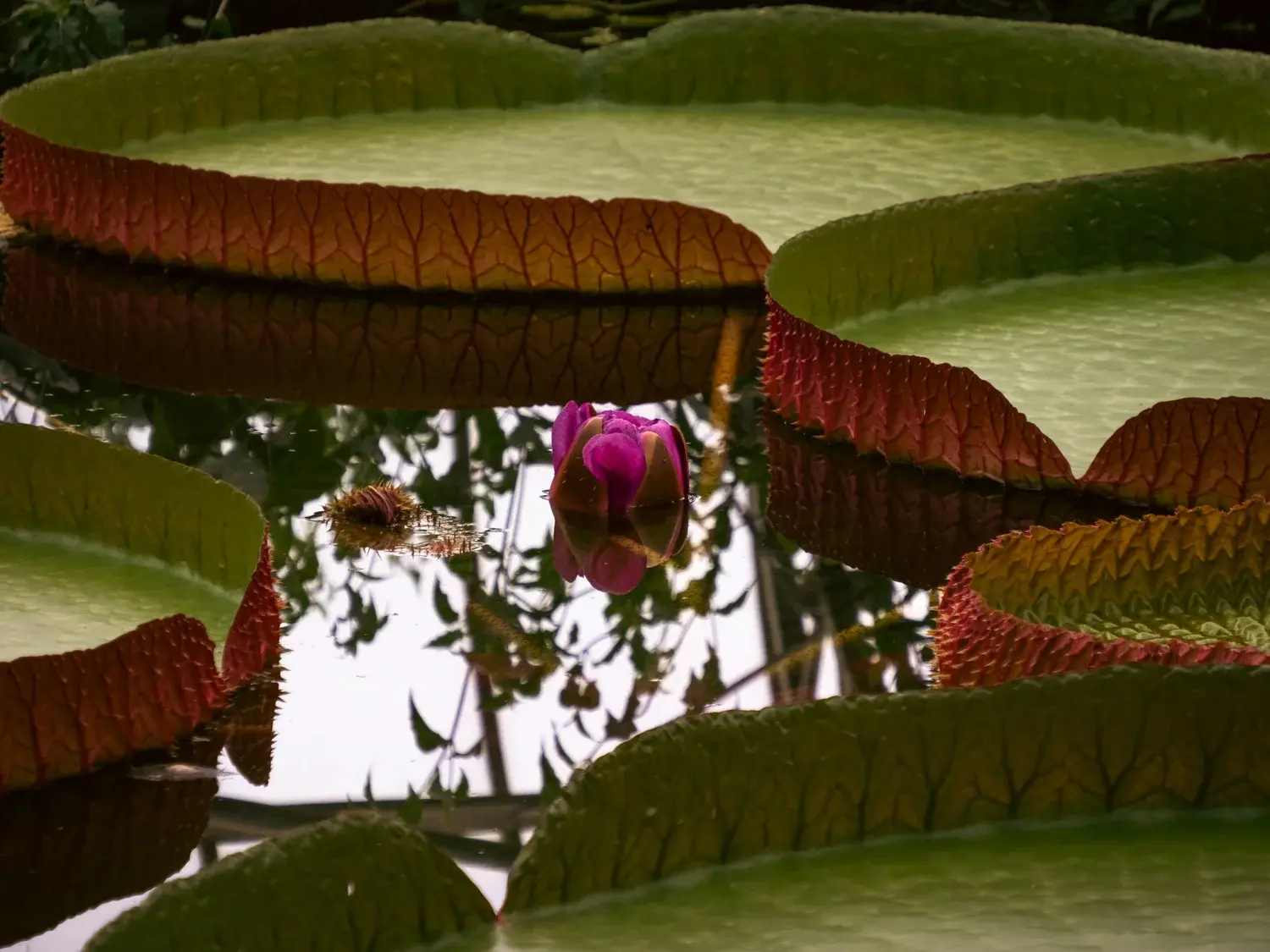 Why the Waterlily Weigh-Off Became an Annual Ritual